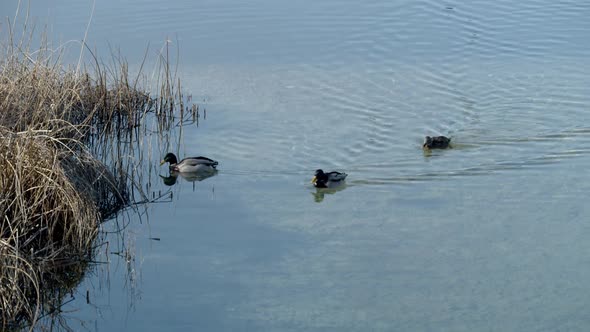 Mallard Ducks Swimming On A Pond At Daytime. Close Up