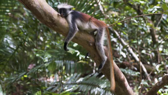 Zanzibar red colobus monkey falling asleep on rainforest tree branch.