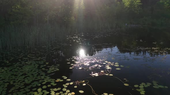 Beautiful View of the Lake at Sunset and Lily Leaves on the Water