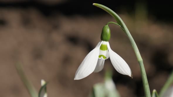 Slow motion  outdoor scene with common snowdrop on the wind 1920X1080 HD footage - Gentle garden pla