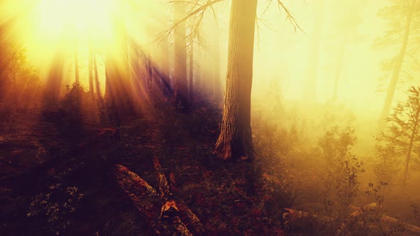 Mysterious Fairy Tale Deep Magic Forest alt