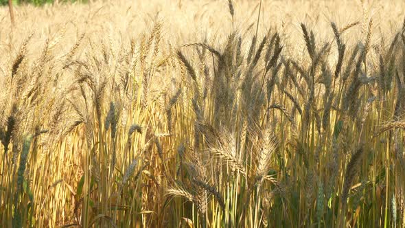 Barley Field