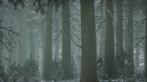 Winter Snowcovered Forest on a Cloudy Day