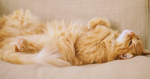 Cute Ginger Cat Sleeping on Beige Chair. Fluffy Pet Dozing Belly Up. Cozy Home.