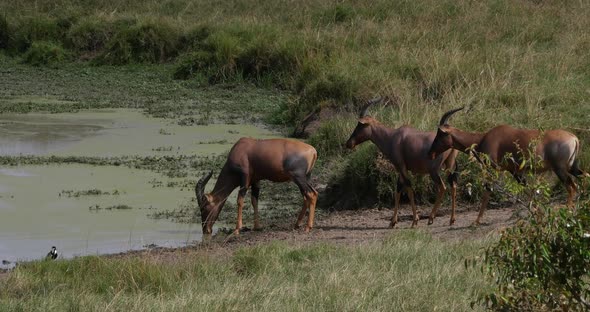 Topi, damaliscus korrigum, Group standing at the Water hole, Masai Mara Park in Kenya, Real Time 4K