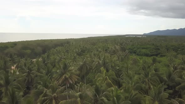 Aerial view green coconut trees