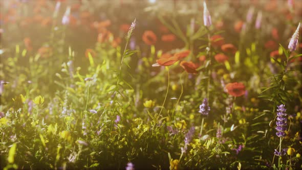 View of Beautiful Cosmos Flower Field in Sunset Time