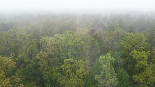 Forest in Fog in Rainy Autumn Weather. Ukraine. Aerial View, Slow Motion