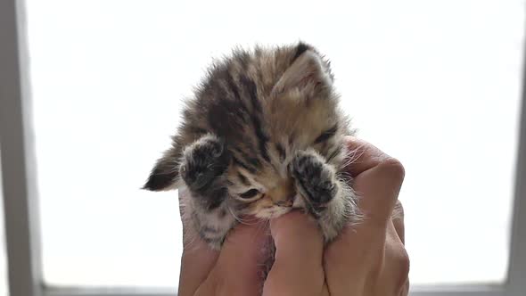 Hand Of Asian Woman Playing With Kitten Lying6
