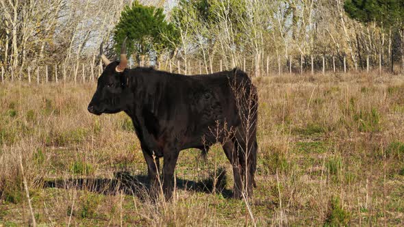 Camargue bulls, Petite Camargue, Gard, France