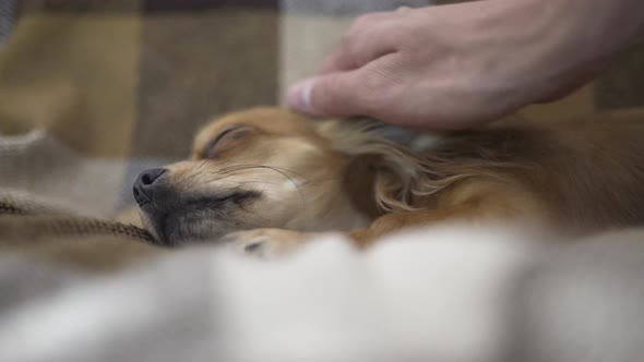 Adorable Funny Dog Chihuaha Sleeps on Plaid a Person's Hand Strokes a Sleepy Pet