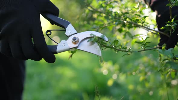 Gardening Concept  Gardener with Secateurs Cutting Branches of Bushes