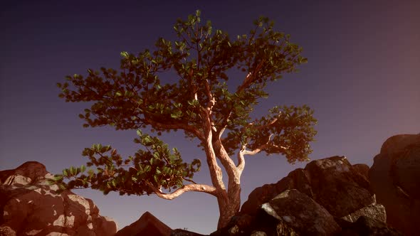 Sun Beams Through Trees alt