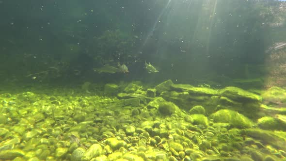 Underwater photography in a river or lake, as fish swim.