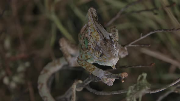 Chameleon feeding in captivity with handlers in slow motion