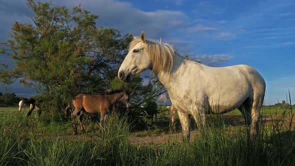 White Camargue horses and foal, Camargue, France