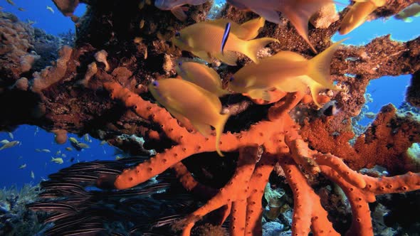 Red Sea Sponge and Striped Catfish Schooling