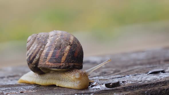Snail Creeps Through the Board in the Garden