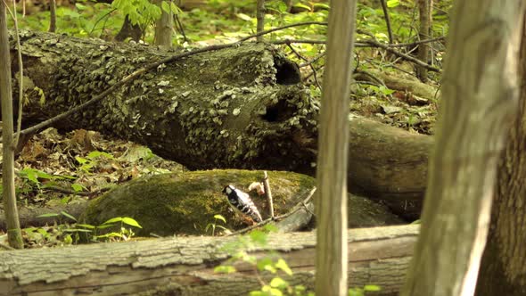 birds foraging on mossy rocks. birds in their natural habitat. birds find food in nature