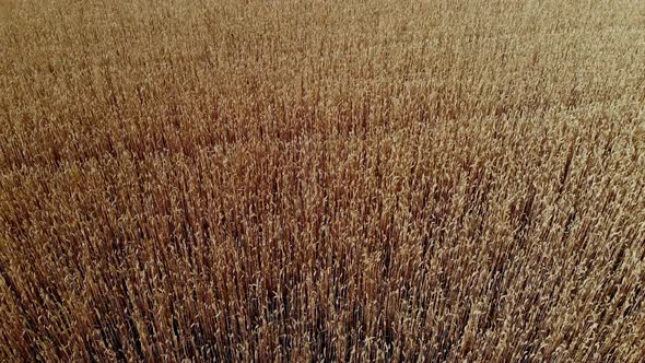 Aero, Top View. Beautiful, Golden Wheat Field. Ripe Spikelets Sway in the Wind.