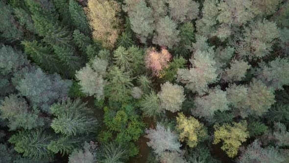 Aerial Top Down View of Green Pine and Spruce Conifer Treetops Forest in the Autumn. Nature Backgrou