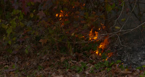 a wildfire in the forest