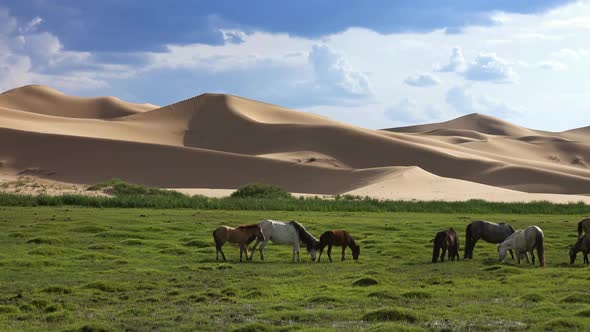 Horses Eating Grass in Gobi Desert