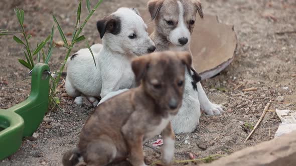 Homeless Puppies on the Streets of the City