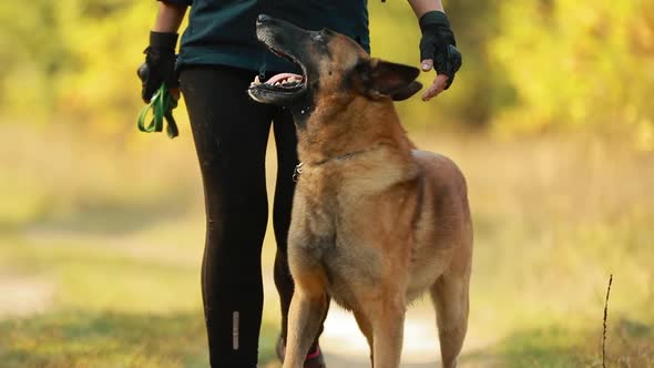 Slow Motion Of Malinois Dog Walking Near Owner Women During Training