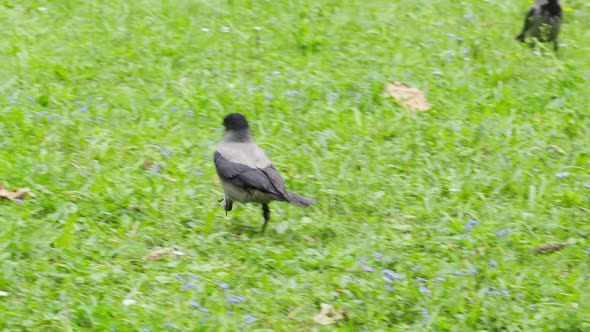 Close of crow wondering around on vibrant grass meadow, tracking shot, day