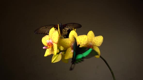 Butterflies on a Flower