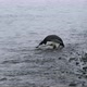 MS Chinstrap Penguin (Pygoscelis antarcticus) drinking water at Half Moon Island / Antarctica - VideoHive Item for Sale