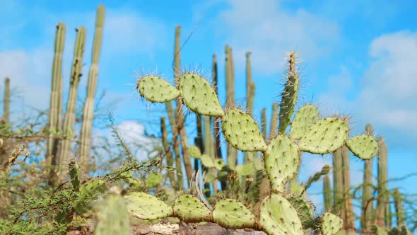 Prickly pear cactus with candle cacti in soft focus background, Caribbean