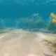 Underwater Fish 1 - VideoHive Item for Sale