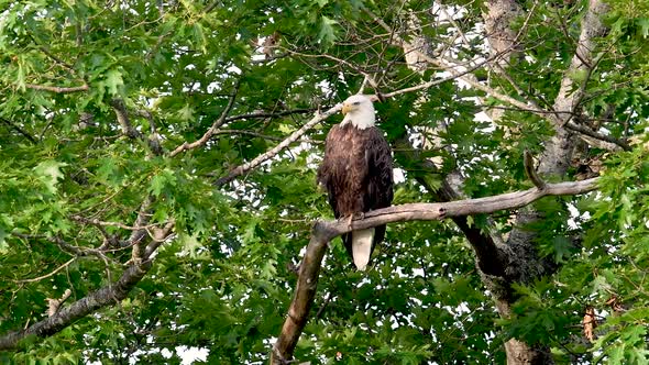 A Bald Eagle in a Tree
