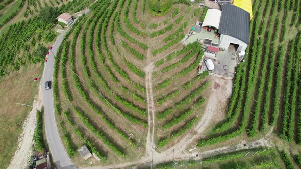 Aerial View of Vineyard Fields on the Hills in Italy Growing Rows of Grapes