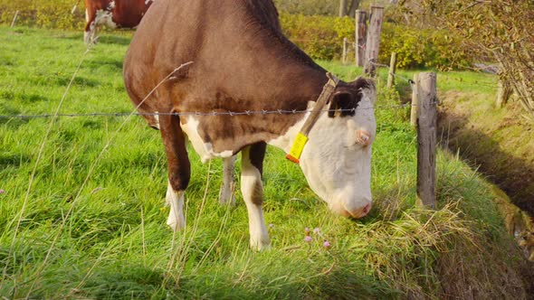 dairy cow eating dairy cow eating clover