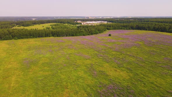 Wide Field of Purple Lupines Aerial View