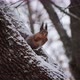 Fluffy Young Squirrel Sitting Tree Branch Winter Forest Eating Nut - VideoHive Item for Sale