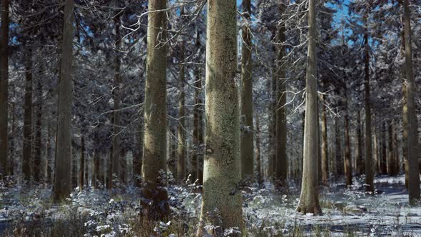 Snow Covered Conifer Forest at Sunny Day