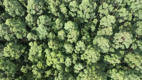 Tropical Forest Aerial