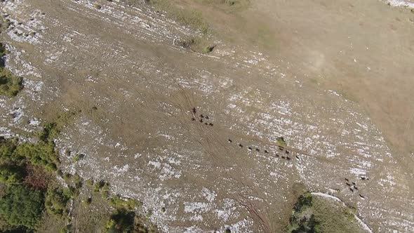 Aerial FPV Drone Flying with a Large Herd of Wild Horses Galloping Fast Across Steppe