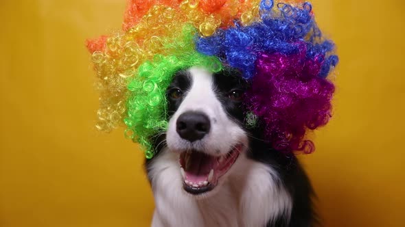 Cute Puppy Dog with Funny Face Border Collie Wearing Colorful Curly Clown Wig Isolated on Yellow