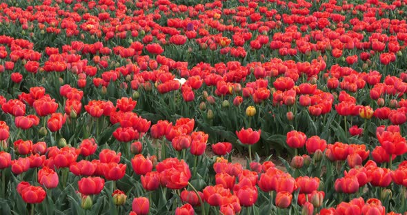 Tulips field in the Provence, Alpes de Haute Provence, France