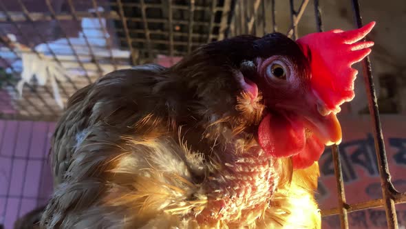 Close Up View Of Head Of Rooster Against Cage. Low Angle