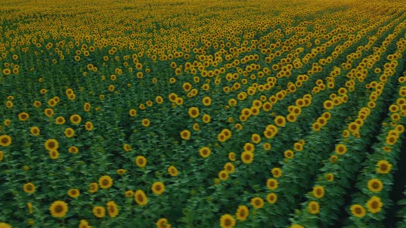 Drone flight over a field of sunflowers at sunset