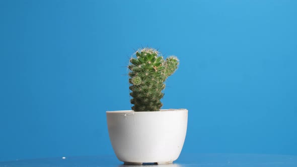 Mammillaria Spinosissima Plant Revolving Around Itself On The Blue Screen Background