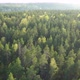 Above spring forest in the sunny day - VideoHive Item for Sale