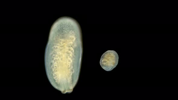 Coral Larva Under a Microscope, Order: Actiniaria, Phylum: Cnidaria