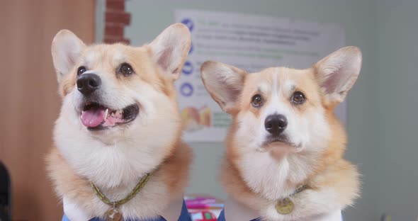 Couple of Welsh Corgis in Suits Sits and Observes Classroom